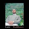 Latir Wallflower